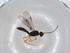  (Heterospilus Malaise6737 - BIOUG71025-E03)  @12 [ ] CreativeCommons - Attribution (2021) Centre for Biodiversity Genomics Centre for Biodiversity Genomics
