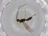  (Heterospilus Malaise7347 - BIOUG71120-F10)  @11 [ ] CreativeCommons - Attribution (2021) Centre for Biodiversity Genomics Centre for Biodiversity Genomics