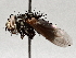  ( - BIOUG63995-B06)  @11 [ ] CreativeCommons - Attribution (2021) Centre for Biodiversity Genomics Centre for Biodiversity Genomics