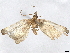 ( - BIOUG70337-G11)  @11 [ ] CreativeCommons - Attribution (2022) CBG Photography Group Centre for Biodiversity Genomics