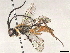  (crypMalaise01 Malaise5108 - BIOUG70338-A12)  @15 [ ] CreativeCommons - Attribution (2022) CBG Photography Group Centre for Biodiversity Genomics