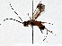  (Promicrogaster Malaise7904 - BIOUG70345-A10)  @11 [ ] CreativeCommons - Attribution (2021) Centre for Biodiversity Genomics Centre for Biodiversity Genomics