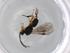 (Schizoprymnus Malaise7887 - BIOUG71803-H06)  @11 [ ] CreativeCommons - Attribution (2021) Centre for Biodiversity Genomics Centre for Biodiversity Genomics