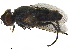  ( - BIOUG17401-H10)  @11 [ ] CreativeCommons - Attribution (2019) CBG Photography Group Centre for Biodiversity Genomics