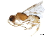  ( - BIOUG17462-A10)  @13 [ ] CreativeCommons - Attribution (2019) CBG Photography Group Centre for Biodiversity Genomics