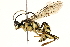  (Carinodes Malaise7317 - BIOUG17484-F02)  @14 [ ] CreativeCommons - Attribution (2015) CBG Photography Group Centre for Biodiversity Genomics