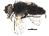  (Bombyliomyia Janzen05 - BIOUG17618-E05)  @14 [ ] CreativeCommons - Attribution (2015) CBG Photography Group Centre for Biodiversity Genomics