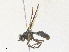  (Cylindromyia Malaise 7779 - CBG-A36832-A04)  @11 [ ] CreativeCommons - Attribution Share - Alike (2024) CBG Photography Group Centre for Biodiversity Genomics