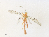  (Netelia Janzen4397 - CBG-A36836-C04)  @11 [ ] CreativeCommons - Attribution Share - Alike (2024) CBG Photography Group Centre for Biodiversity Genomics