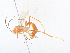  (Netelia Malaise6776 - CBG-A36836-G12)  @11 [ ] CreativeCommons - Attribution Share - Alike (2024) CBG Photography Group Centre for Biodiversity Genomics