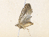  ( - CBG-A36836-H05)  @11 [ ] CreativeCommons - Attribution Share - Alike (2024) CBG Photography Group Centre for Biodiversity Genomics