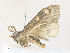  ( - CBG-A36839-B04)  @11 [ ] CreativeCommons - Attribution Share - Alike (2024) CBG Photography Group Centre for Biodiversity Genomics