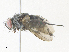  ( - CBG-A36840-C08)  @11 [ ] CreativeCommons - Attribution Share - Alike (2024) CBG Photography Group Centre for Biodiversity Genomics