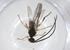  (Dolichogenidea Jorgecortesi - CBG-A37522-E04)  @11 [ ] CreativeCommons - Attribution Share - Alike (2024) Centre for Biodiversity Genomics Centre for Biodiversity Genomics