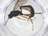  (Diadegma Malaise4920 - CBG-A38383-E12)  @11 [ ] CreativeCommons - Attribution Share - Alike (2024) Centre for Biodiversity Genomics Centre for Biodiversity Genomics