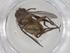  (Ceromya Malaise0423 - CBG-A40034-G08)  @11 [ ] CreativeCommons - Attribution Share - Alike (2024) Centre for Biodiversity Genomics Centre for Biodiversity Genomics