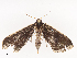  ( - CBG-A40145-C04)  @11 [ ] CreativeCommons - Attribution Share - Alike (2024) CBG Photography Group Centre for Biodiversity Genomics
