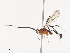  ( - CBG-A40147-C09)  @11 [ ] CreativeCommons - Attribution Share - Alike (2024) CBG Photography Group Centre for Biodiversity Genomics