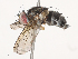  ( - CBG-A40147-G02)  @11 [ ] CreativeCommons - Attribution Share - Alike (2024) CBG Photography Group Centre for Biodiversity Genomics