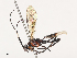  (ichMalaise01 Malaise1943 - CBG-A40148-C02)  @11 [ ] CreativeCommons - Attribution Share - Alike (2024) CBG Photography Group Centre for Biodiversity Genomics