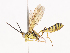  ( - CBG-A40149-B07)  @11 [ ] CreativeCommons - Attribution Share - Alike (2024) CBG Photography Group Centre for Biodiversity Genomics