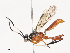  ( - CBG-A40210-D12)  @11 [ ] CreativeCommons - Attribution Share - Alike (2024) CBG Photography Group Centre for Biodiversity Genomics
