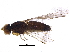  (Anthomyza trifurca - BIOUG14065-D10)  @13 [ ] CreativeCommons - Attribution (2014) CBG Photography Group Centre for Biodiversity Genomics