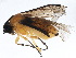  (Athalia kashmirensis - BIOUG14120-A09)  @14 [ ] CreativeCommons - Attribution (2015) CBG Photography Group Centre for Biodiversity Genomics
