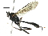  (Cryptopimpla nr. pentagonalis - BIOUG14140-B08)  @15 [ ] CreativeCommons - Attribution (2014) CBG Photography Group Centre for Biodiversity Genomics