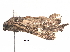  ( - BIOUG14200-C01)  @11 [ ] CreativeCommons - Attribution (2018) CBG Photography Group Centre for Biodiversity Genomics