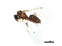  (Prenolepis emmae - BIOUG14237-A03)  @14 [ ] CreativeCommons - Attribution (2015) CBG Photography Group Centre for Biodiversity Genomics