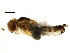  (Stenomicra soniae - BIOUG14336-D01)  @12 [ ] CreativeCommons - Attribution (2014) CBG Photography Group Centre for Biodiversity Genomics