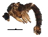  ( - BIOUG14417-D06)  @13 [ ] CreativeCommons - Attribution (2016) CBG Photography Group Centre for Biodiversity Genomics