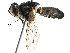  ( - BIOUG14273-F12)  @11 [ ] CreativeCommons - Attribution (2016) CBG Photography Group Centre for Biodiversity Genomics