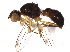  (Sepsis punctum - BIOUG14504-F01)  @14 [ ] CreativeCommons - Attribution (2015) CBG Photography Group Centre for Biodiversity Genomics