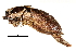  (Atlanticus sinensis - BIOUG14399-H05)  @14 [ ] CreativeCommons - Attribution (2015) CBG Photography Group Centre for Biodiversity Genomics