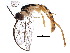  (cryptJanzen01 malaise0336 - BIOUG18749-E08)  @14 [ ] CreativeCommons - Attribution (2015) CBG Photography Group Centre for Biodiversity Genomics