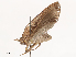  ( - CBG-B13560-F01)  @11 [ ] CreativeCommons - Attribution Share - Alike (2025) CBG Photography Group Centre for Biodiversity Genomics