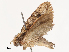  ( - CBG-B13560-F03)  @11 [ ] CreativeCommons - Attribution Share - Alike (2025) CBG Photography Group Centre for Biodiversity Genomics