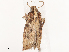  ( - CBG-B13560-F04)  @11 [ ] CreativeCommons - Attribution Share - Alike (2025) CBG Photography Group Centre for Biodiversity Genomics
