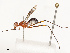  ( - CBG-B15211-G03)  @11 [ ] CreativeCommons - Attribution Share - Alike (2025) CBG Photography Group Centre for Biodiversity Genomics