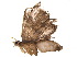  (Macrocydia Malaise8294 - BIOUG17951-E02)  @13 [ ] CreativeCommons - Attribution (2015) CBG Photography Group Centre for Biodiversity Genomics