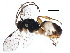  (Stauropoctonus - BIOUG18005-E04)  @15 [ ] CreativeCommons - Attribution (2015) CBG Photography Group Centre for Biodiversity Genomics