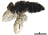  ( - BIOUG17468-F10)  @13 [ ] CreativeCommons - Attribution (2019) CBG Photography Group Centre for Biodiversity Genomics