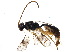  (Isdromas - BIOUG17530-A04)  @14 [ ] CreativeCommons - Attribution (2015) CBG Photography Group Centre for Biodiversity Genomics