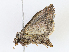  ( - CBG-A13351-D07)  @11 [ ] CreativeCommons - Attribution Share - Alike (2023) CBG Photography Group Centre for Biodiversity Genomics