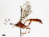  (Netelia Malaise8012 - CBG-A14977-A06)  @11 [ ] CreativeCommons - Attribution Share - Alike (2023) CBG Photography Group Centre for Biodiversity Genomics