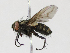  (Incamyia cuzcensis - CBG-A16673-B08)  @11 [ ] CreativeCommons - Attribution Share - Alike (2023) CBG Photography Group Centre for Biodiversity Genomics