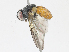  ( - CBG-A16675-A08)  @11 [ ] CreativeCommons - Attribution Share - Alike (2023) CBG Photography Group Centre for Biodiversity Genomics