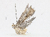  ( - CBG-A16675-G05)  @11 [ ] CreativeCommons - Attribution Share - Alike (2023) CBG Photography Group Centre for Biodiversity Genomics